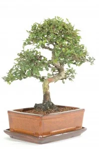 Chinese Elm Indoor Bonsai Tree