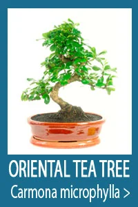 Oriental Tea tree bonsai