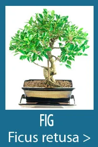 Fig Bonsai