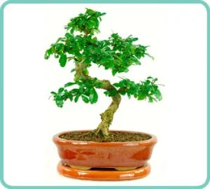 Example of Carmona bonsai tree