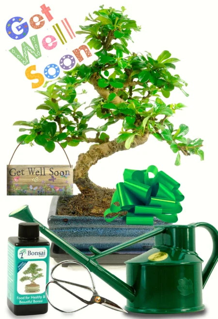 Flowering get well soon bonsai gift for sale UK