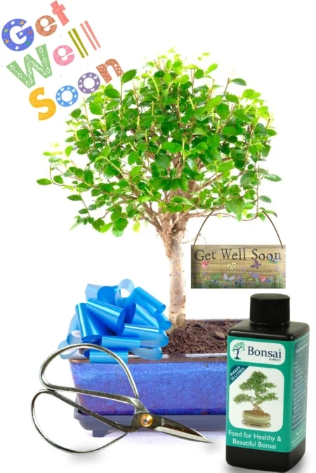 Get Well Soon Chinese Elm indoor bonsai gift UK