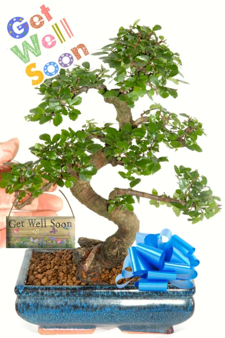 Beautiful get well soon bonsai gift for sale UK