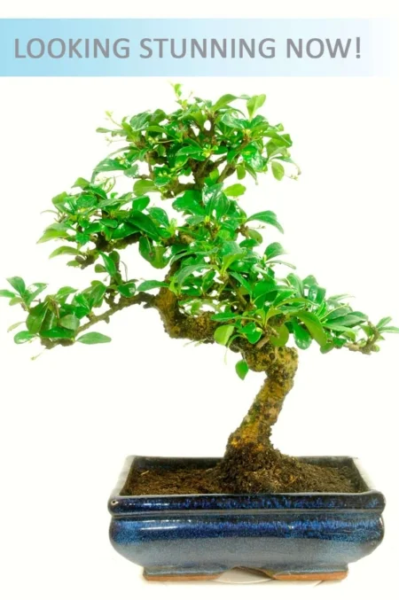 Medium sized Oriental Tea Tree bonsai
