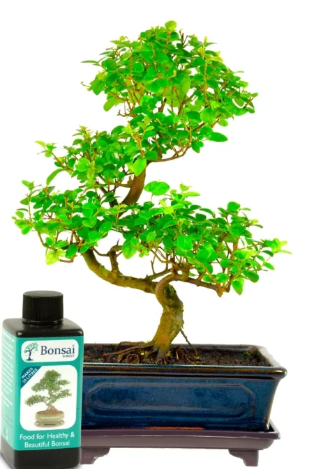 Medium fruiting Chinese Sweet plum Indoor bonsai with bonsai fertiliser and drip tray