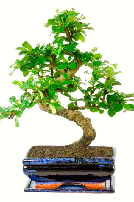 Fukien Tea Tree Bonsai