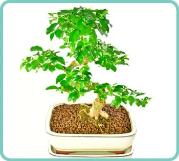 Ligustrum sinense beginners bonsai for sale