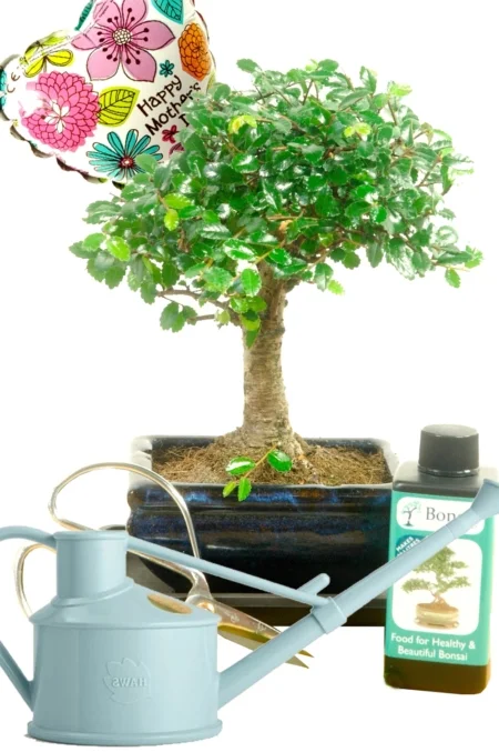 Cute woodland style Mothers day bonsai gift for sale with accessories