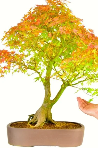 The most sensational huge Japanese Maple Bonsai tree for sale