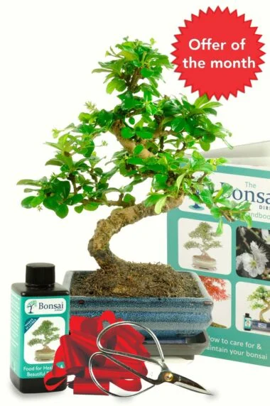 bonsai offer of the month December