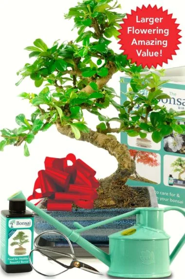 Larger Flowering bonsai kit - exceptional value