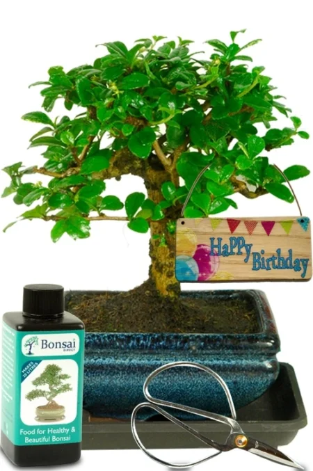 Very cute & great value birthday bonsai starter kit