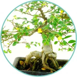 Yellow bonsai tree leaves