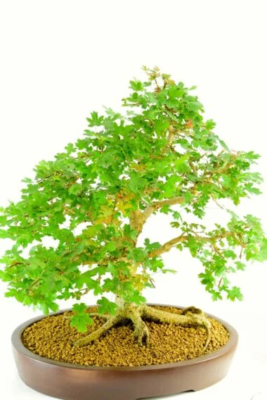 Acer campestre native bonsai fro sale