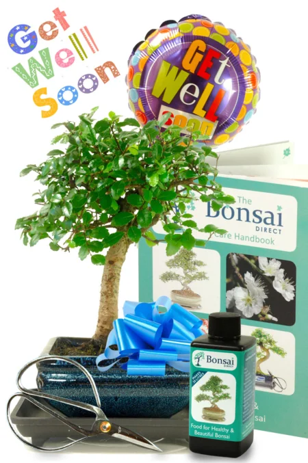 Gorgeous Baby Bonsai Get Well Gift
