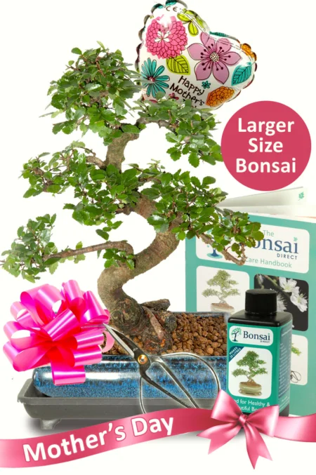 Larger Comprehensive Mothers Day Bonsai Kit