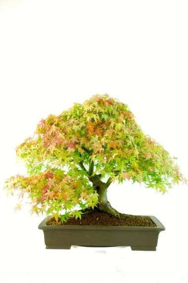 Outstanding Specimen Japanese Maple Bonsai (Acer palmatumm Kashima)