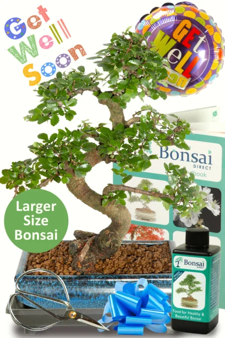 Stunning Larger Get Well Soon Bonsai Gift