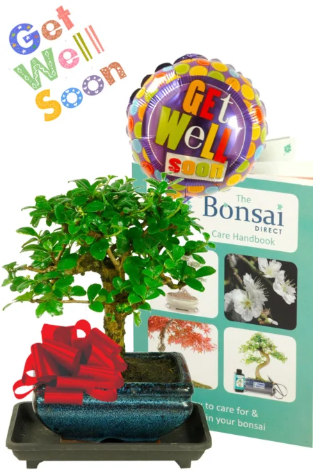 Value Flowering &apos;Get Well Soon&apos; Bonsai Gift