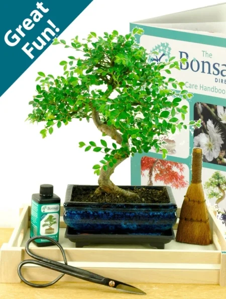 Fabulous beginners indoor bonsai tree kit for sale