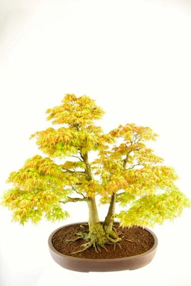 Japanese Maple bonsai spring colour