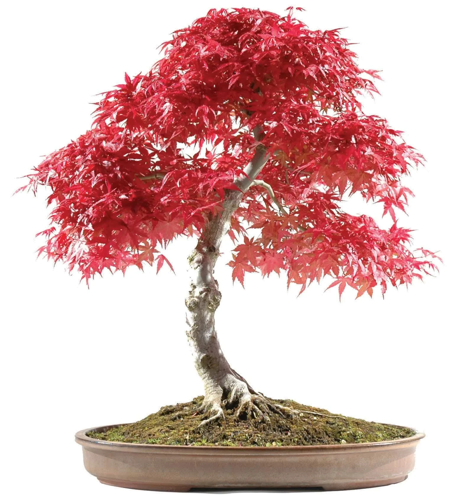 Acer palmatum deshojo bonsai