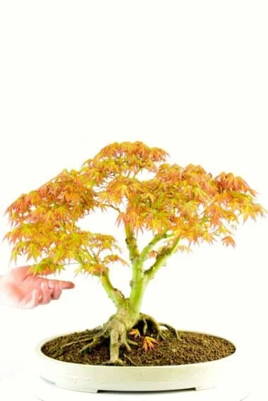 Acer palmatum Japanese Maple bonsai for sale