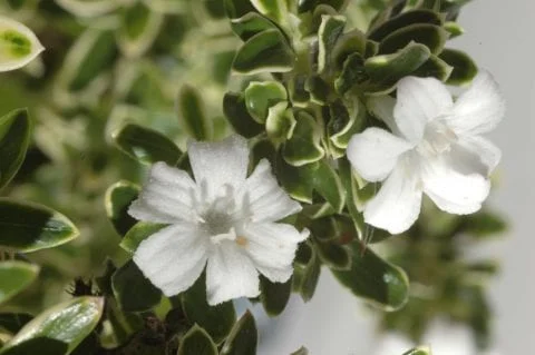 Serissa bonsai - photo of the beautiful flowers
