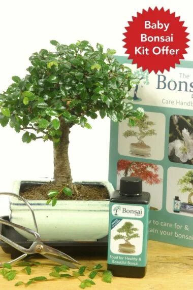 Comprehensive baby bonsai kit offer for sale
