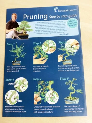 Step-by-step pruning guide