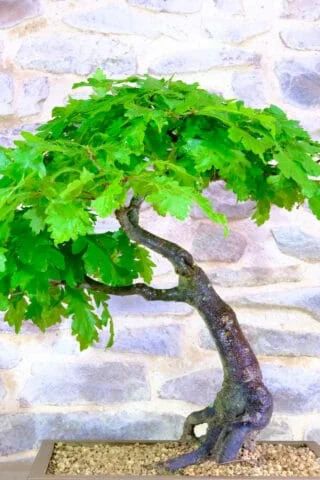 Quercus carris specimen bonsai tree for sale