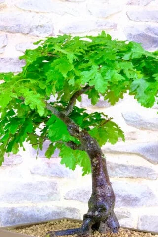 Very easy care specimen bonsai for your garden