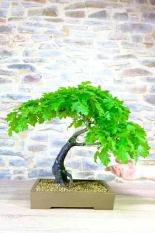 A character specimen Turkey Oak bonsai tree