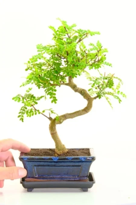zesty scent indoor pepper bonsai