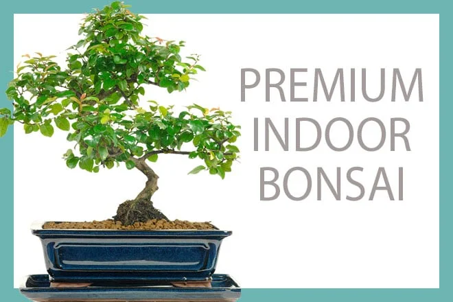 Premium indoor bonsai trees for sale