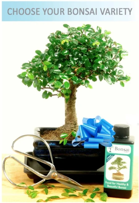 Baby indoor bonsai tree kit for sale with free delivery