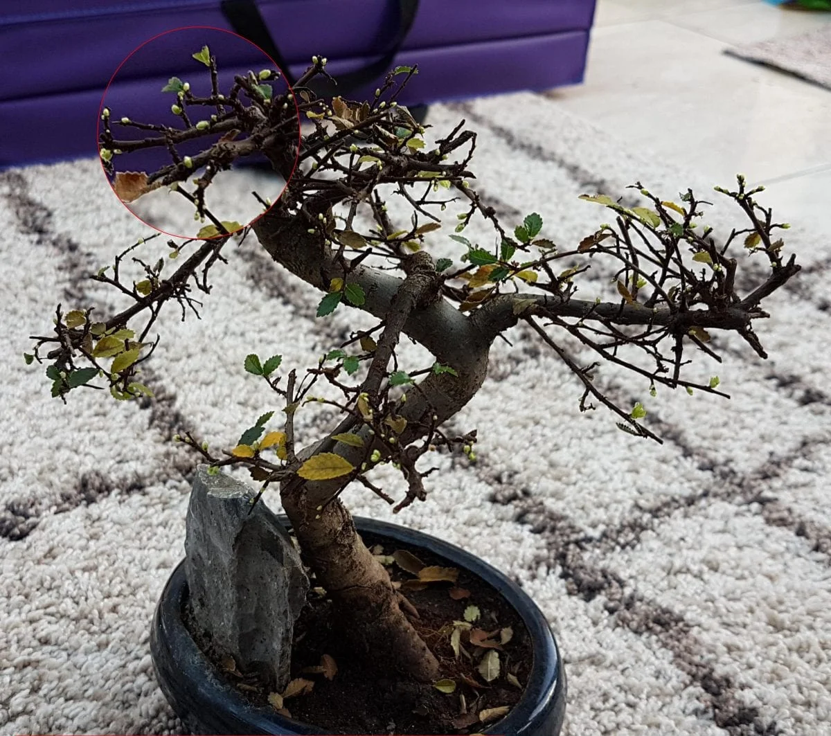 Massive leaf drop on chinese elm bonsai