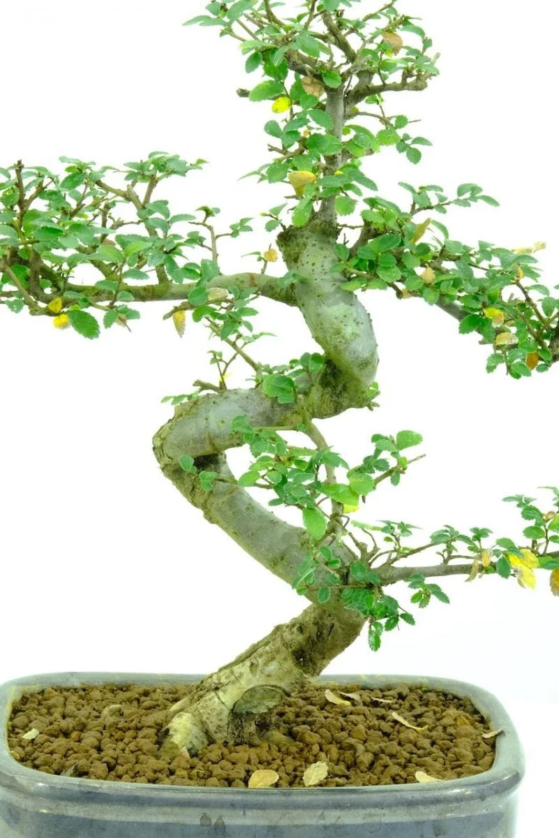 bonsai discolouring leaves