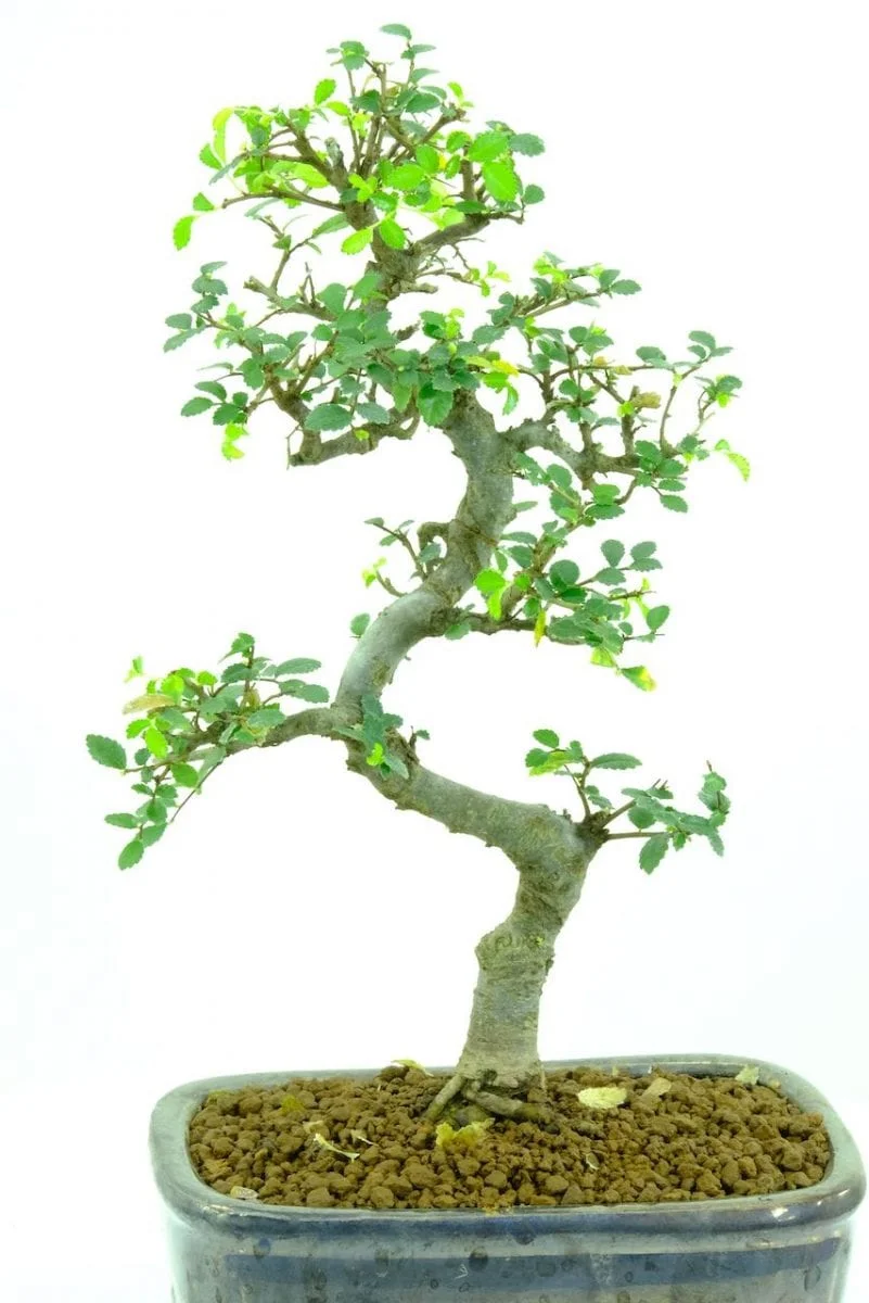 bonsai leaf drop new leaves / foliage