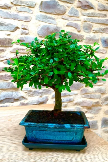 Chinese Elm Bonsai Tree for Sale | Broom Style