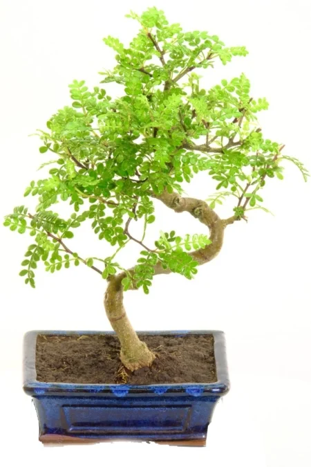 pepper bonsai 8 years s-shaped trunk