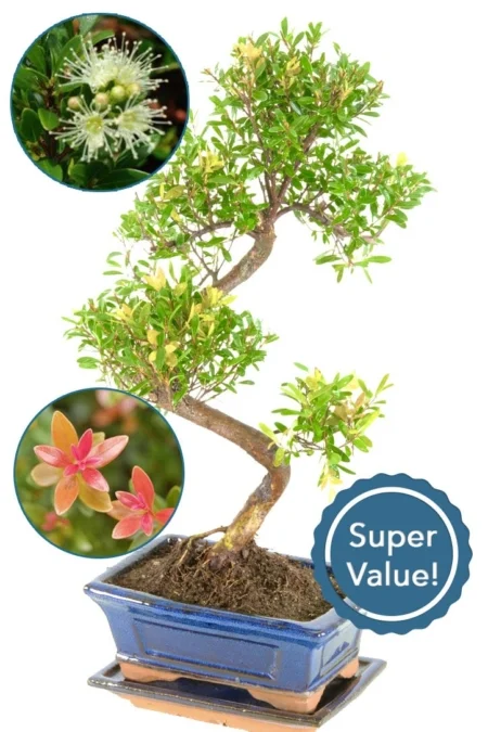 Roseapple indor bonsai with beautiful styling for beginners