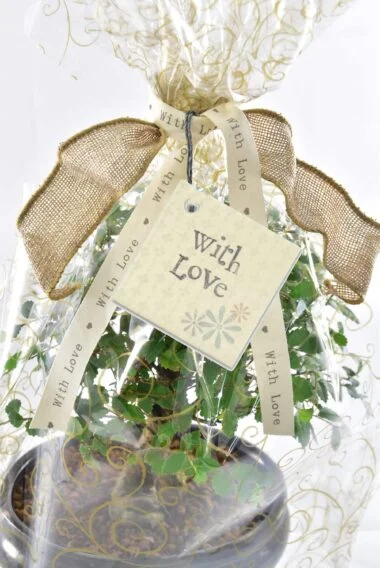 Gift wrap for bonsai - with love daisy tag