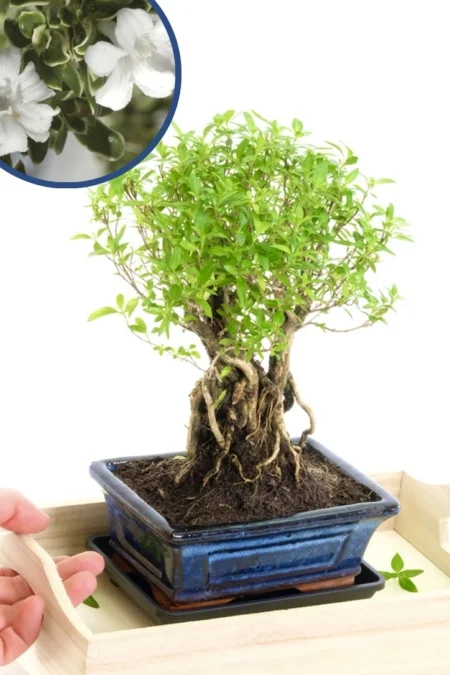 Cute Tree of a thousand stars - Snowrose bonsai for sale