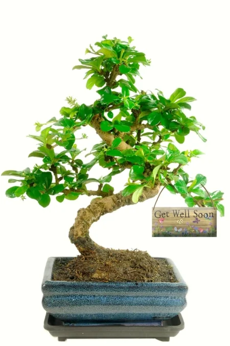 Get well soon flowering indoor bonsai gift