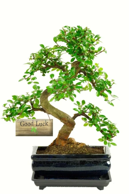 Twisty & twisty good luck bonsai tree gift
