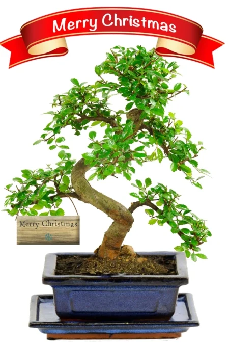 Festive Chinese Elm bonsai with tray and snowflake tag UK