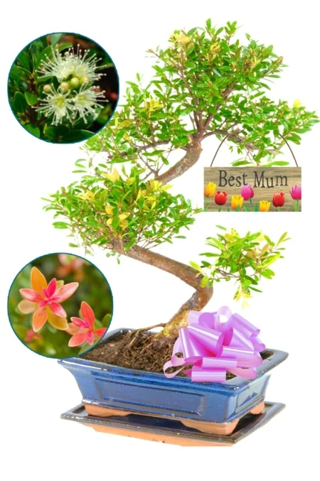 Fruiting & flowering Roseapple gift for your best mum