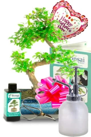 Fruiting and Flowering Mother's Day Bonsai Gift for sale UK