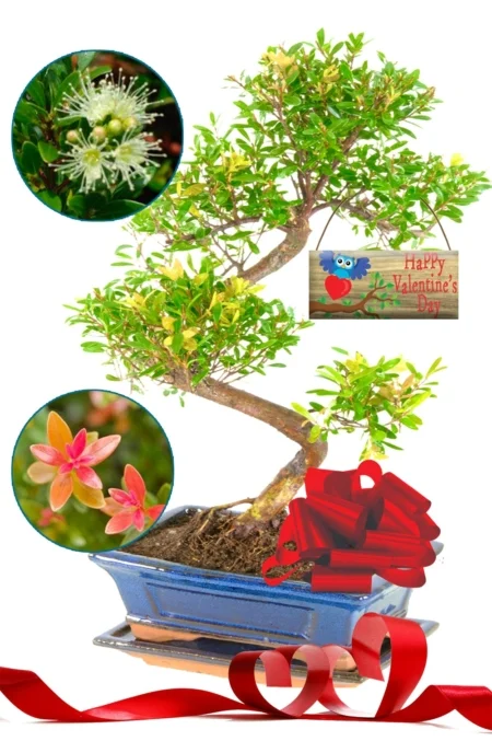 Roseapple flowering & fruiting beginners indoor bonsai Valentine's day gift